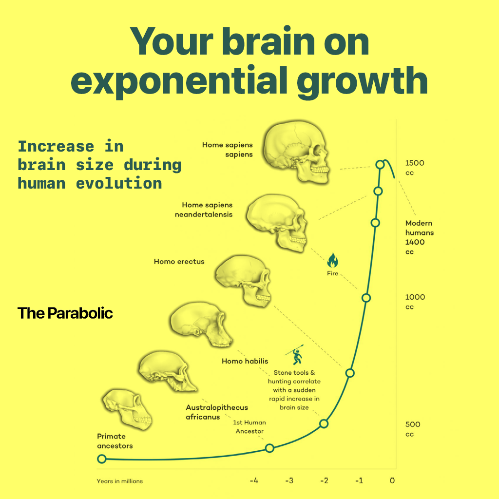 Chart showing the exponential rise of human brain size. 